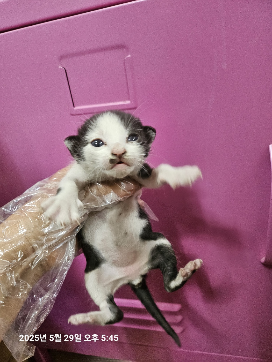 [고양이] 한국 고양이 울산-북구-2025-00124 유기동물 배경 이미지 입니다.